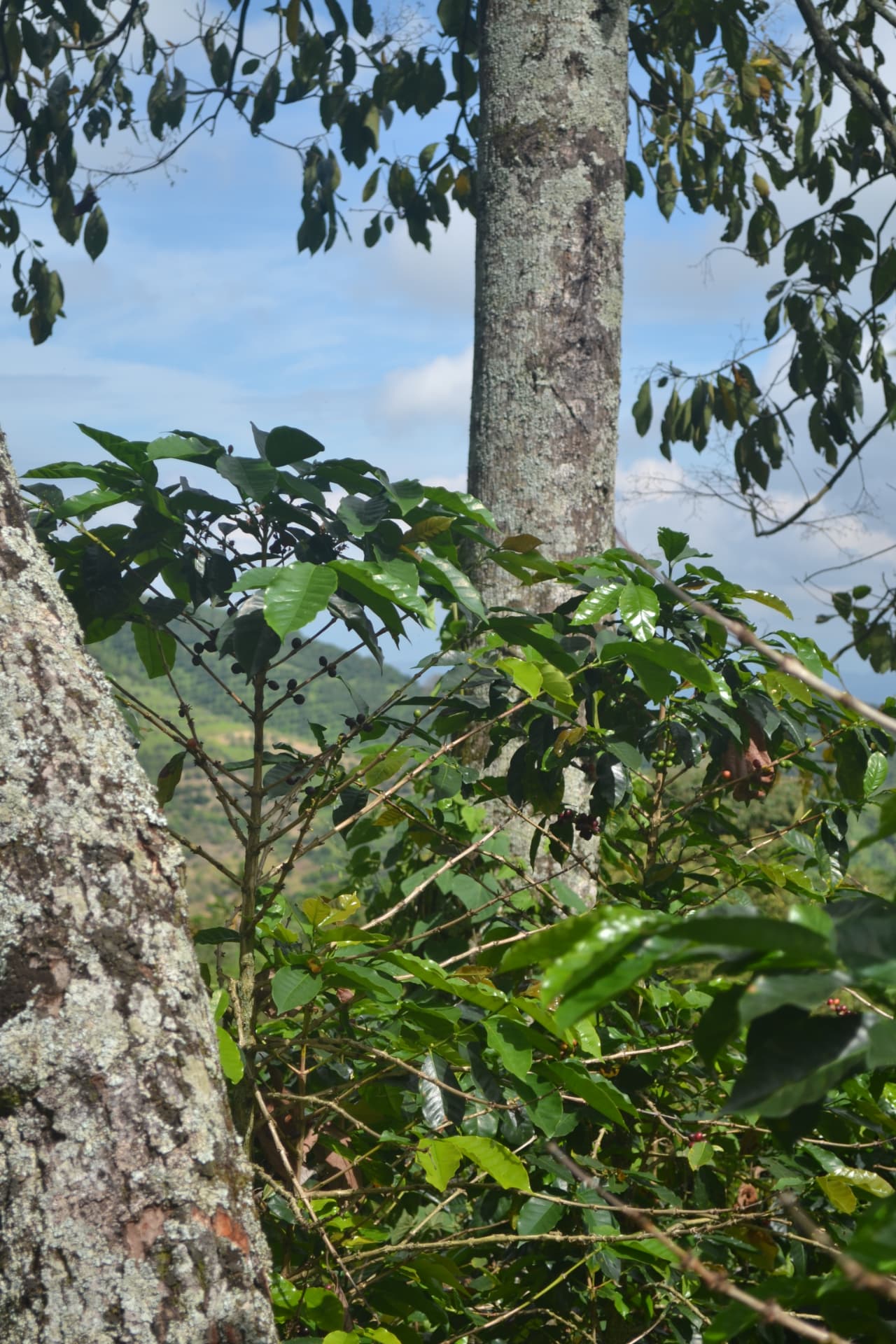 Cafetales creciendo bajo sombrío en la ladera de la cordillera