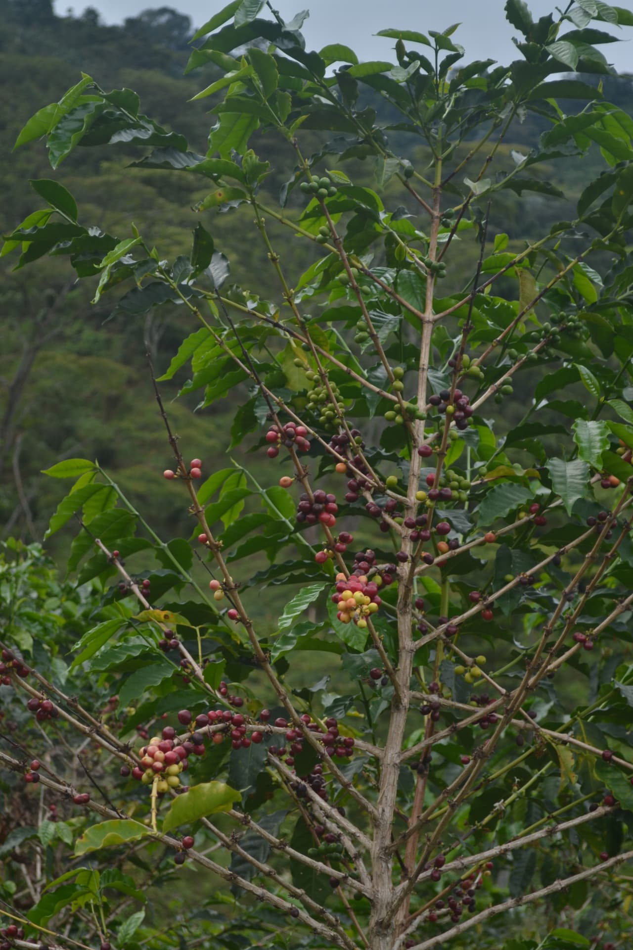 Rama de cafeto cargada de cerezas verdes y rojas