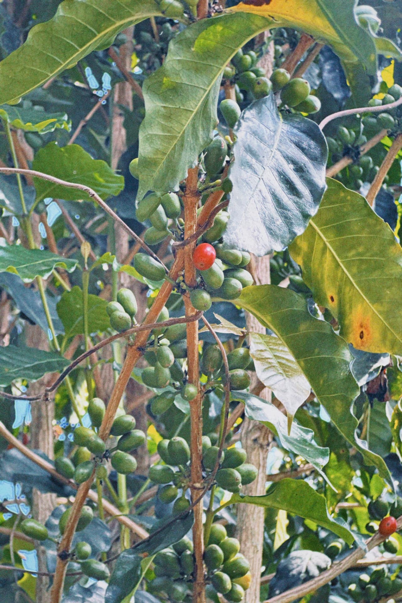 Rama de cafeto cargada de cerezas verdes con una cereza roja madura