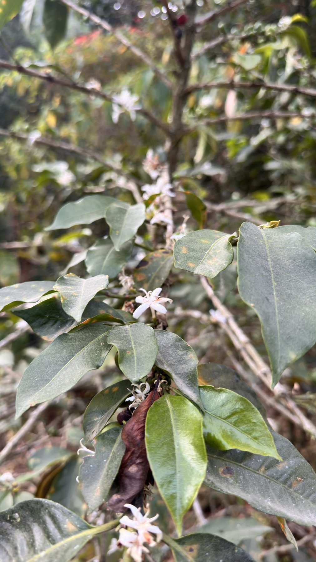 Flores blancas de cafeto abiertas en la rama