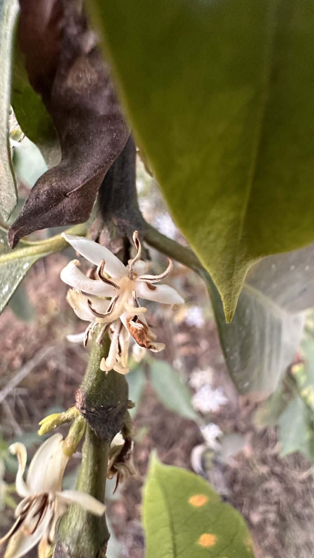 Rama de cafeto en floración con flores blancas