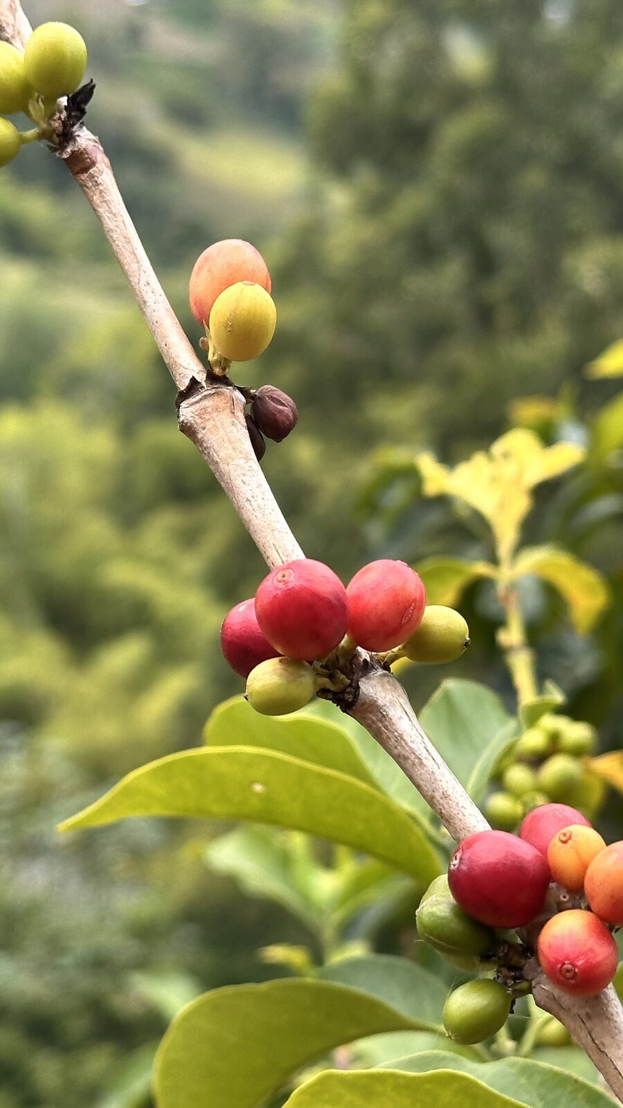 Rama con cerezas de café rojas, amarillas y verdes en la finca