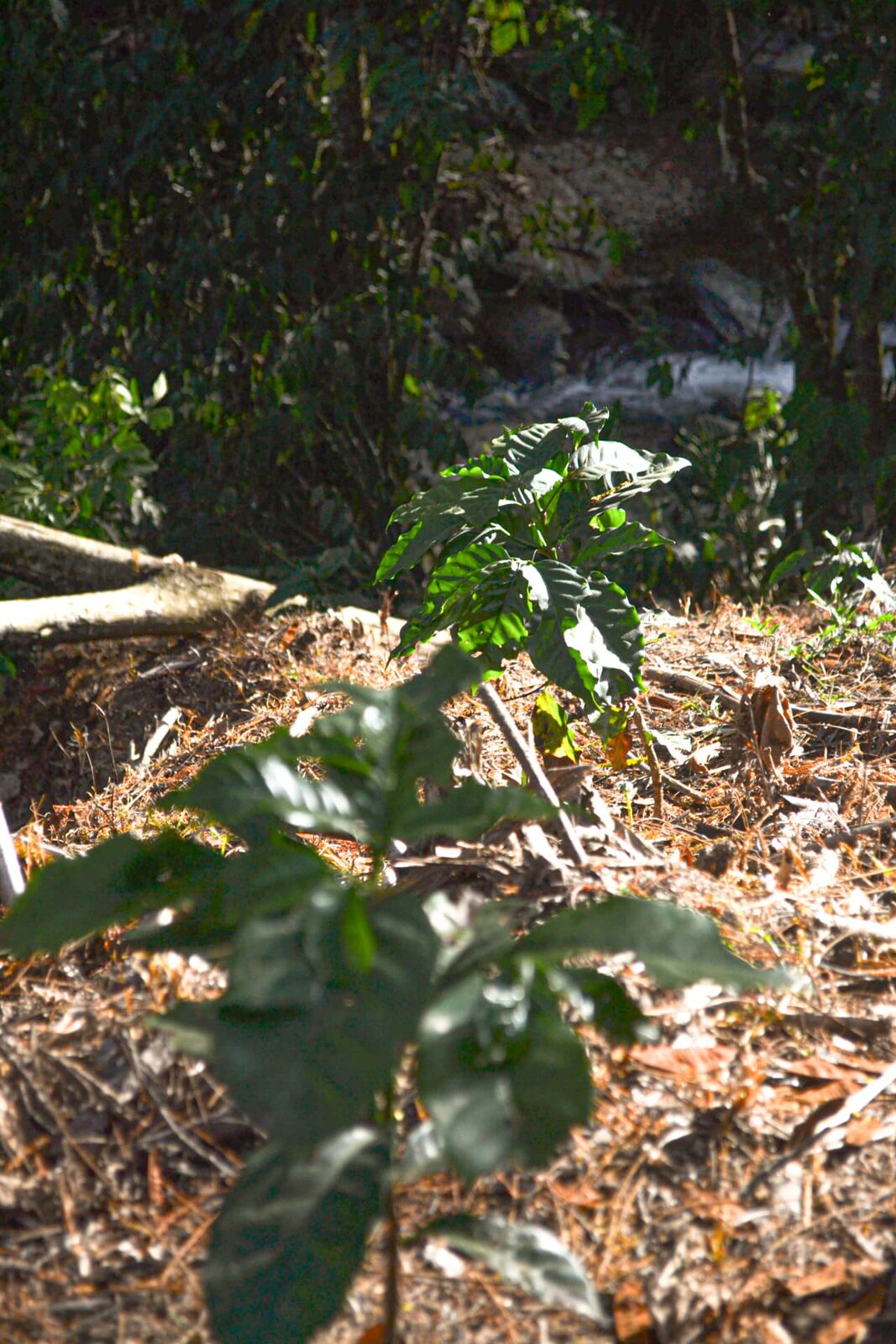 Plántulas de café creciendo en la ladera entre hojarasca