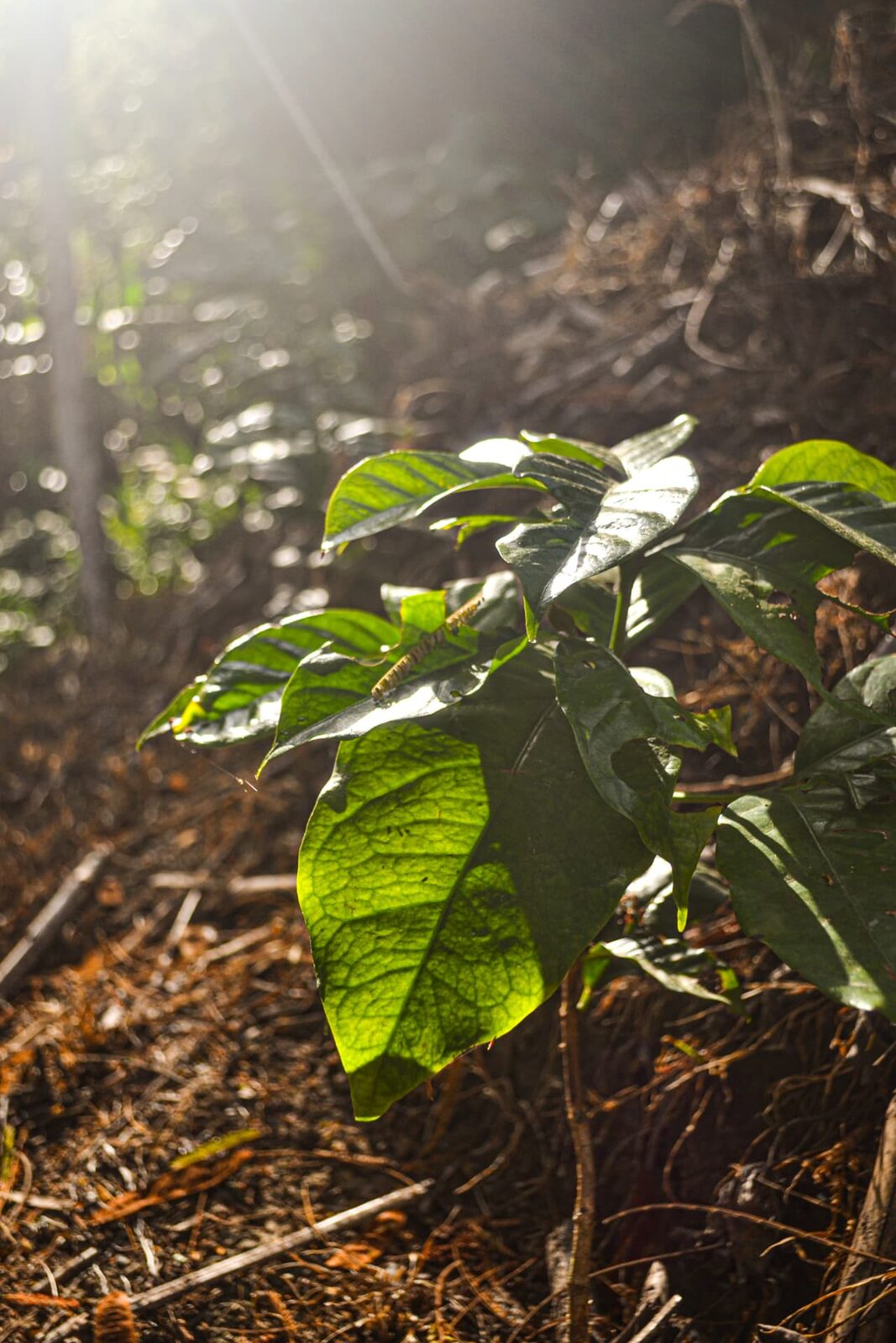 Planta joven de café iluminada por un rayo de sol en el cafetal