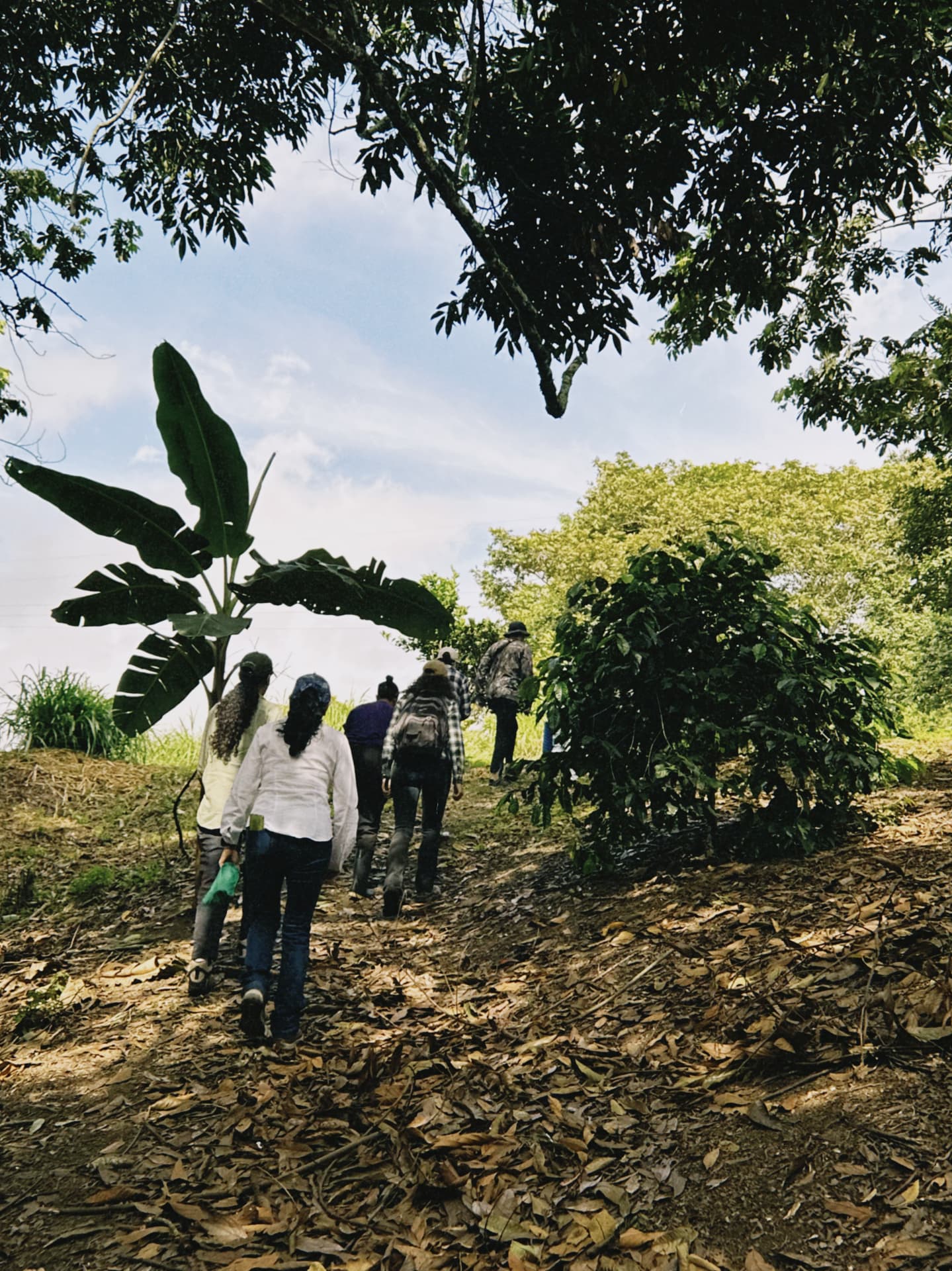 Equipo de recolectores caminando entre los cafetales de la finca