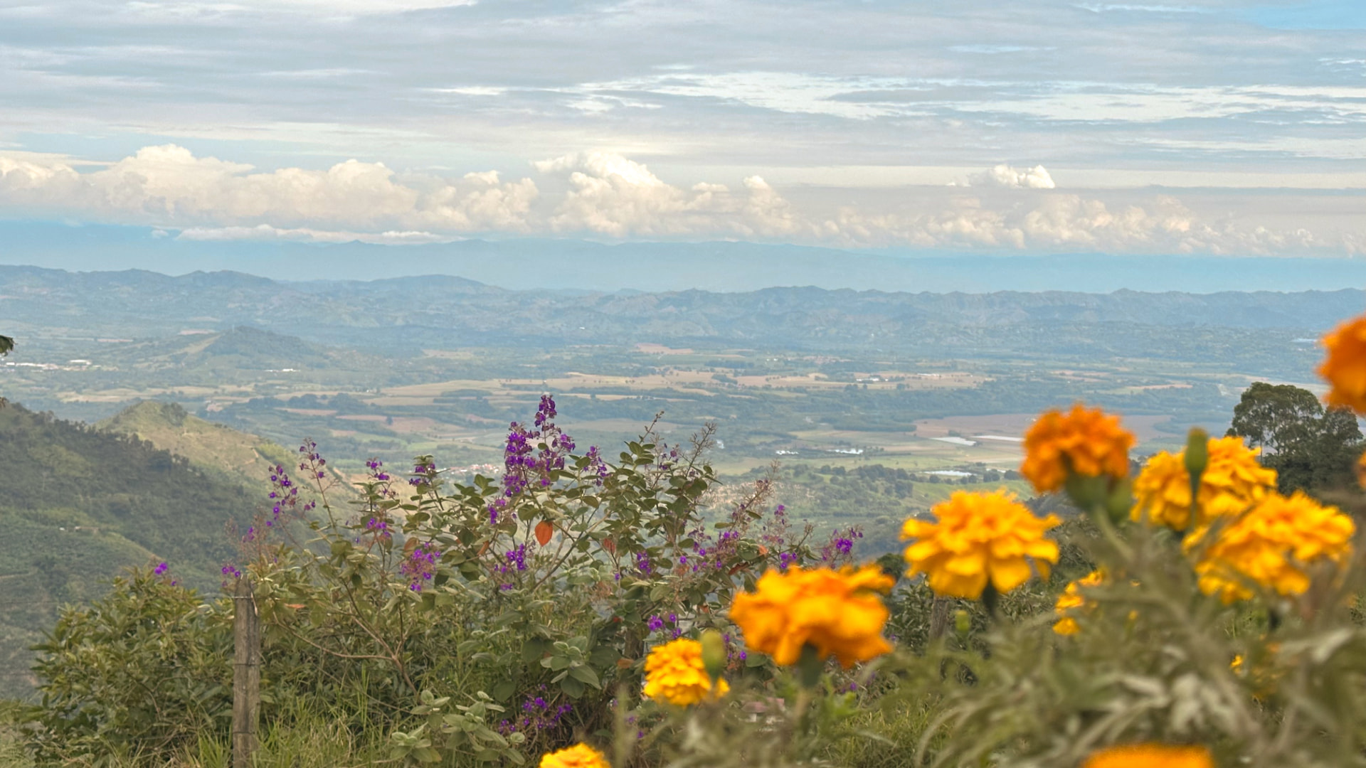 Vista del valle del Quindío desde la ladera cafetera al amanecer